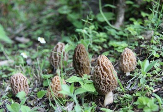 當(dāng)云貴川的羊肚菌遇上電代煤【集木烘干】