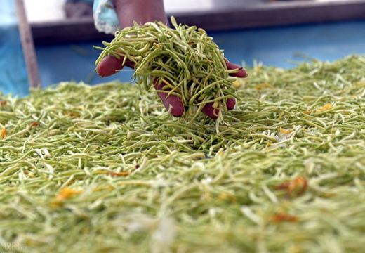 “國貨之光，中國制造”--金銀花烘干機(jī)正在一步一步占領(lǐng)市場【廣州集木】