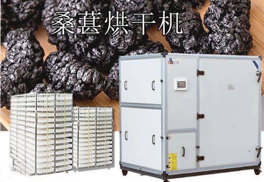 桑葚烘干機(jī)如何脫穎而出，為商品提升價值？【廣州集木】