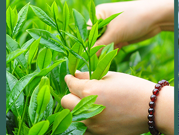 茶葉烘干機(jī)