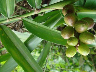 益智仁烘干機(jī)