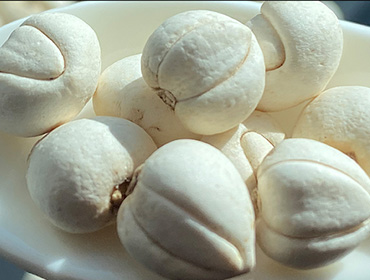 貝母烘干機(jī)